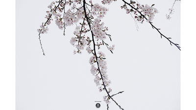 Stay Homeを楽しもう。