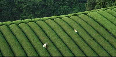 Happy collaboration with Curated Kyoto!