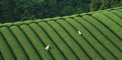 Fitzroyとの新コラボメニューが初登場!@目黒マルシェ