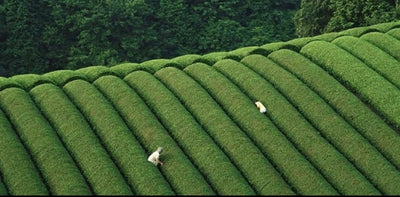 茶器と茶葉の入荷遅延に関するご案内